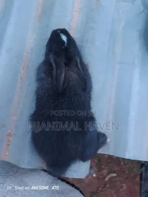 Rabbit Weaners