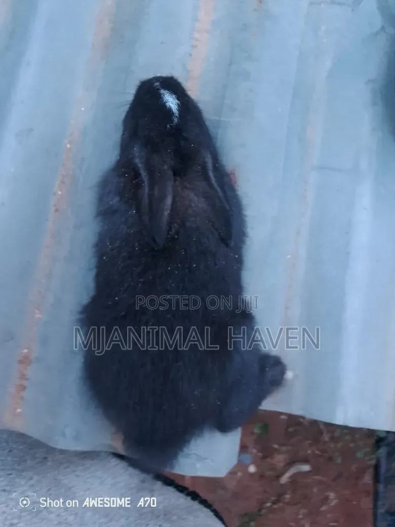 Rabbit Weaners