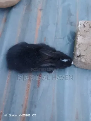 Rabbit Weaners