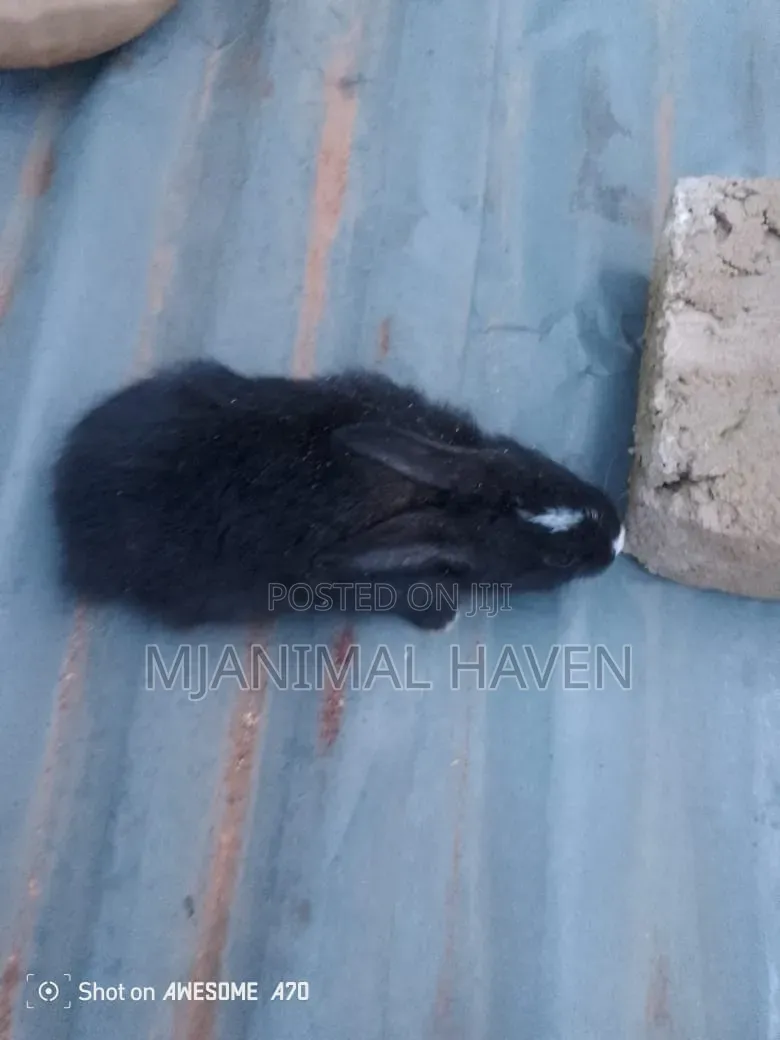 Rabbit Weaners