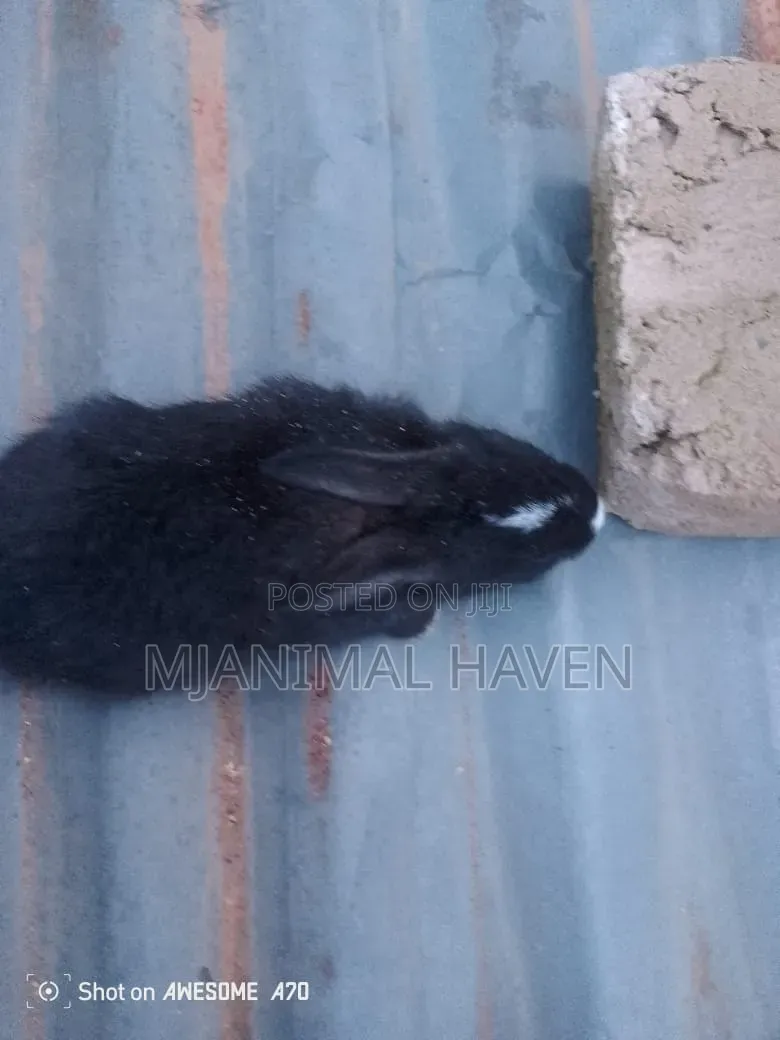 Rabbit Weaners