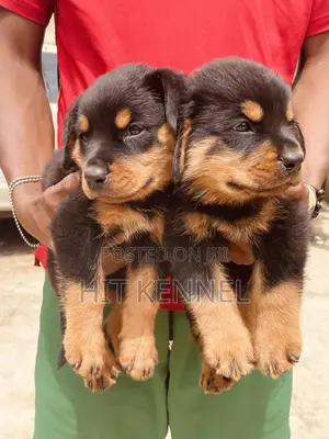 1-3 months Male Purebred Rottweiler