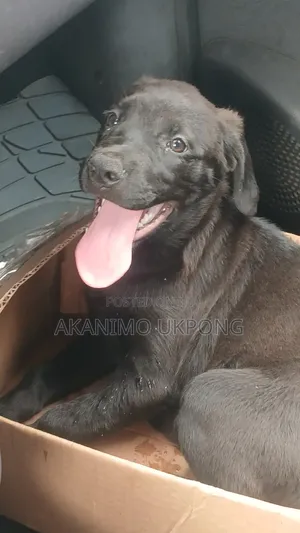 1-3 months Male Mixed Breed Cane Corso
