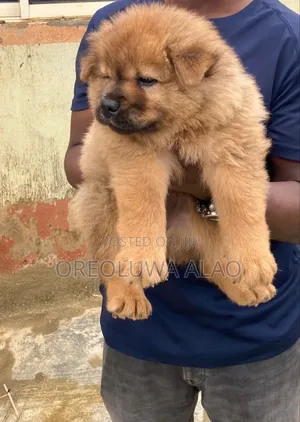 1-3 months Female Purebred Chow Chow