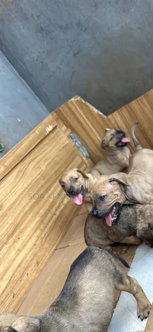 1-3 months Male Purebred Boerboel
