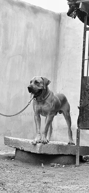 1+ year Male Purebred Boerboel