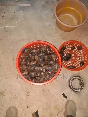 Snail for a Good Health Body