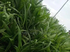Palm Oil Seedlings Available We Post What We Have
