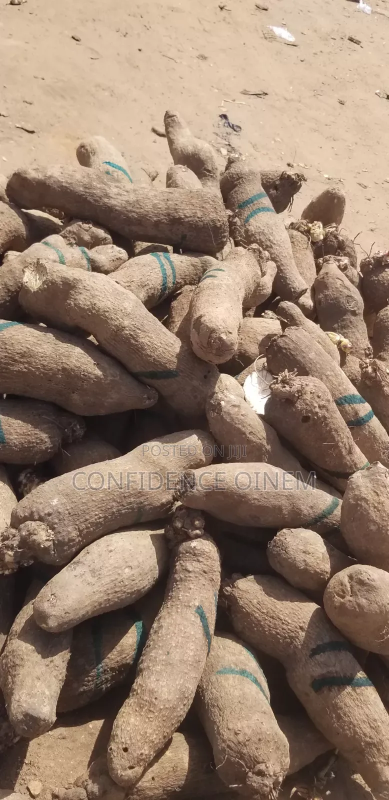 Pure White Yam