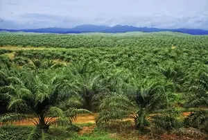 Farmland for Palmoil Plantation