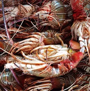 Gloriousbest Seafood