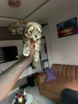 1-3 months Male Purebred Lhasa Apso