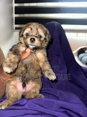 1-3 months Male Purebred Lhasa Apso