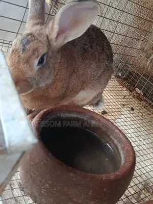 Matured Female Rabbit