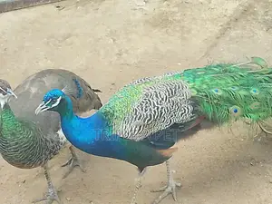 Peacock Birds
