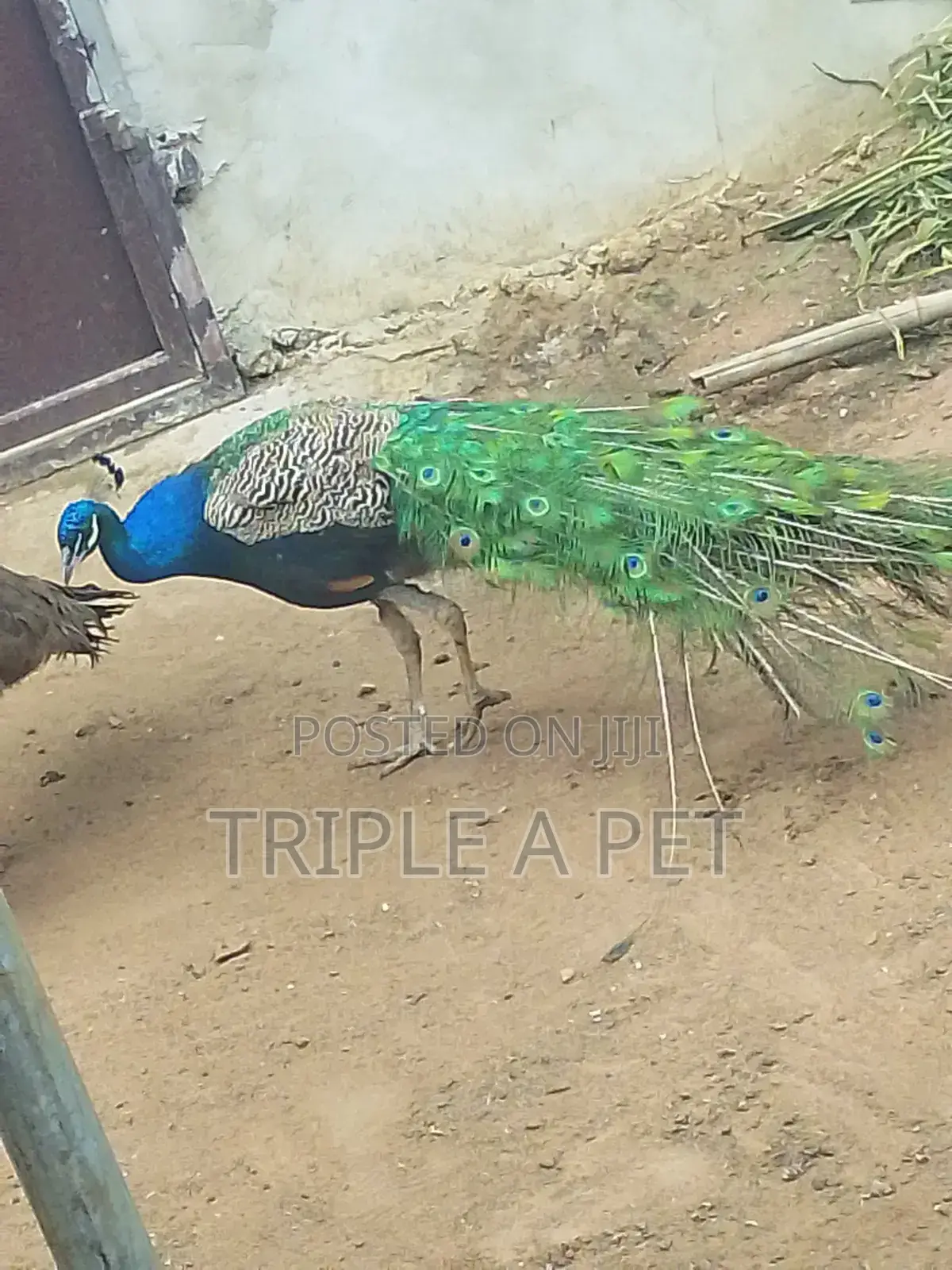 Peacock Birds
