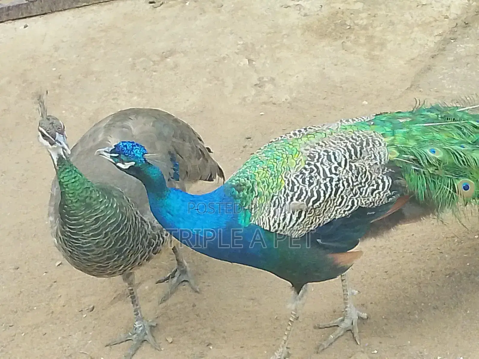 Peacock Birds
