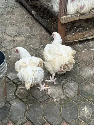 Live Chickens