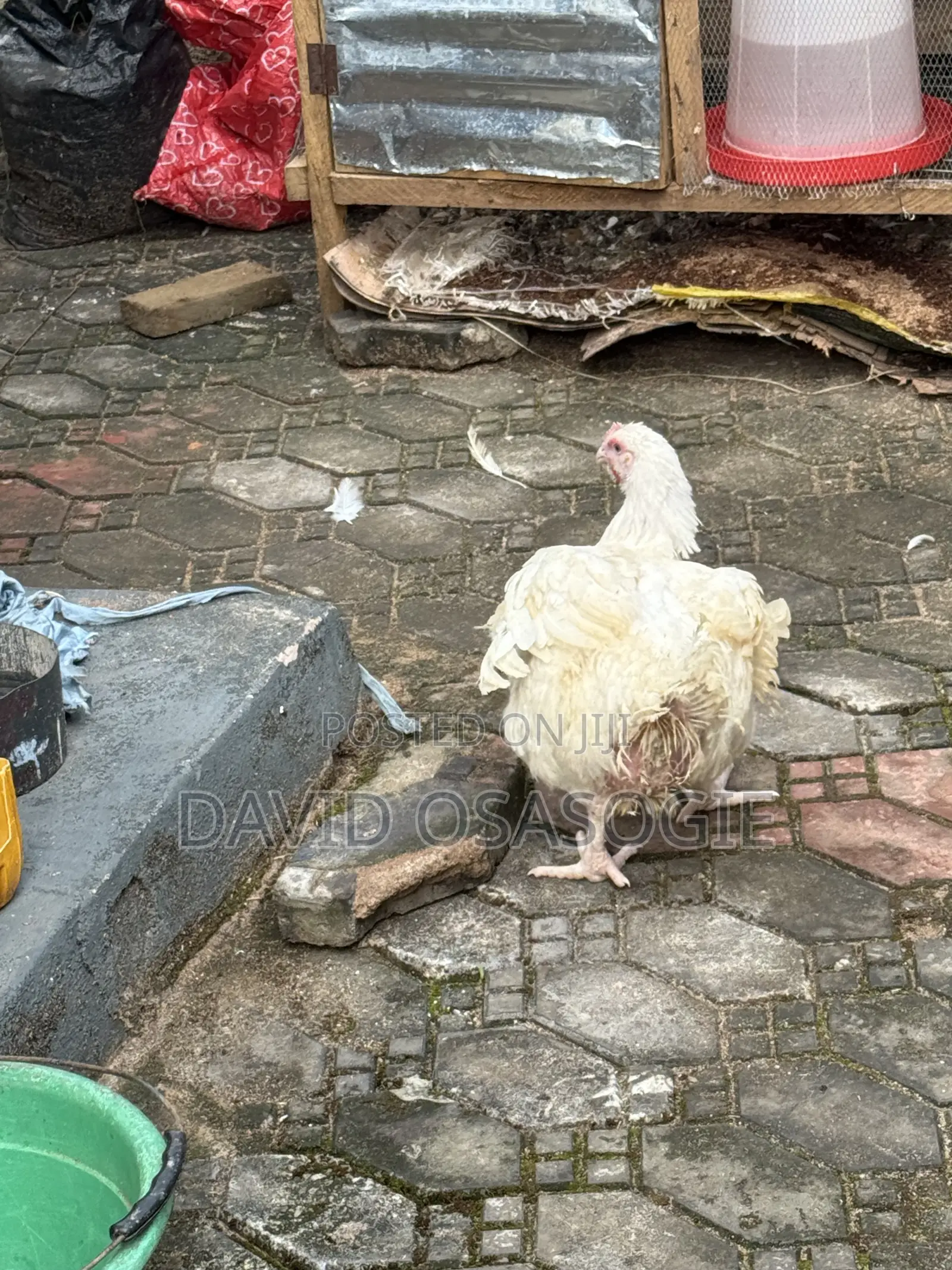 Live Chickens