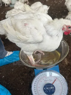 6.5 Week Old Broiler Chickens