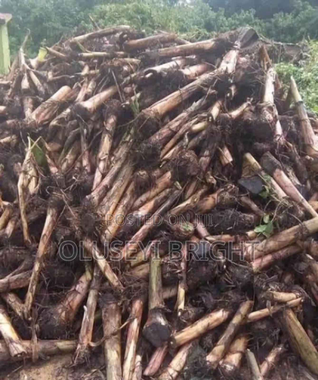 Plantain Sucker