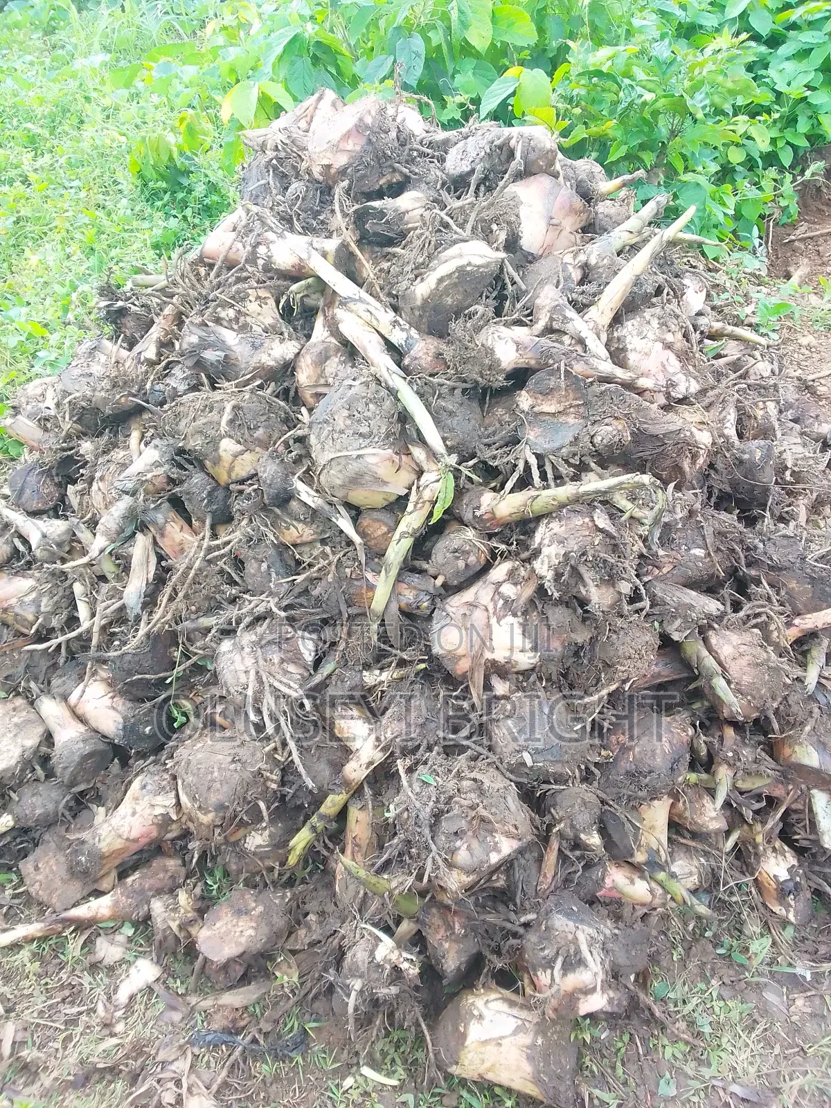 Plantain Sucker