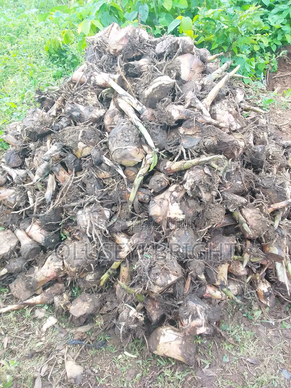Plantain Sucker