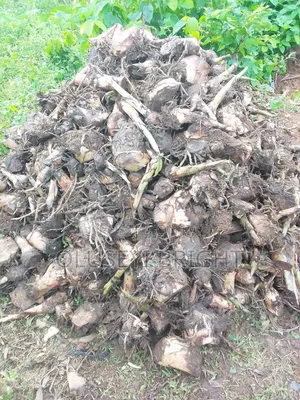Plantain Sucker