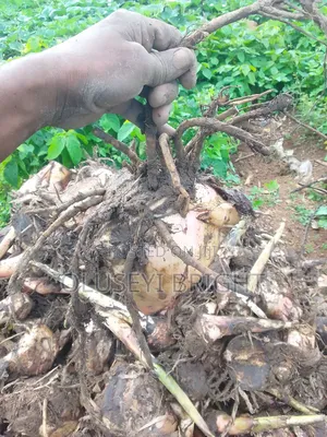 Plantain Sucker