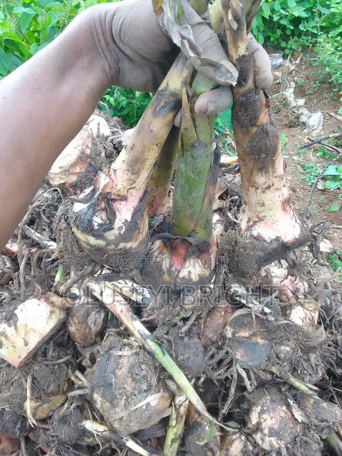 Plantain Sucker