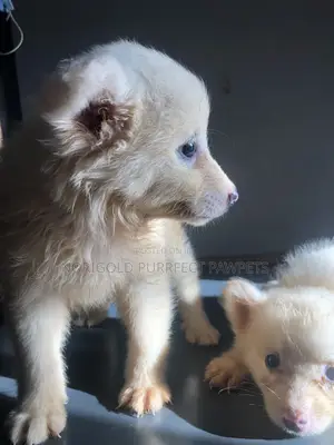1-3 months Female Purebred American Eskimo