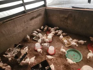 Chicken Farm Ughelli