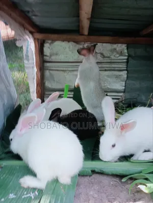 New Zealand/Dutch Bunnies Rabbits for Sale. Twelve Months for N35,000