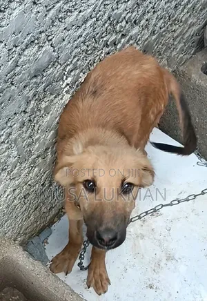 3-6 months Male Purebred German Shepherd