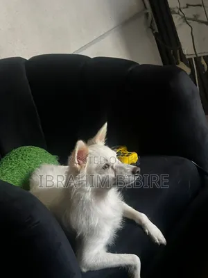 1+ year Female Purebred American Eskimo