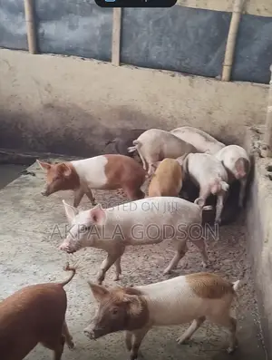 Large White and Duroc Pigs