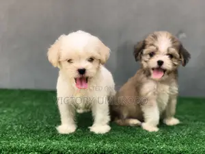1-3 months Male Purebred Lhasa Apso