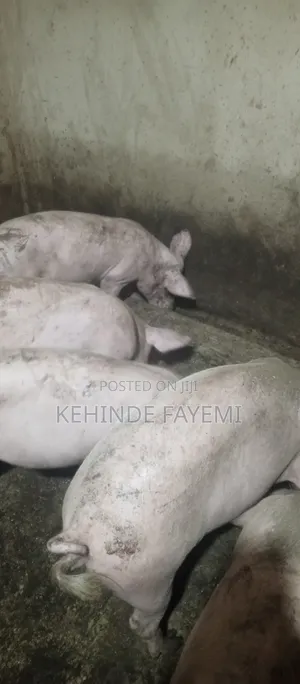 Piglet's Farm Animal