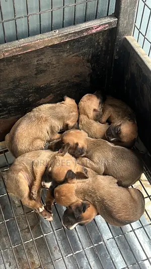 1-3 months Female Purebred American Pit Bull Terrier