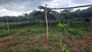 Oil Palm Investment