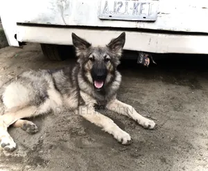 6-12 months Female Purebred German Shepherd