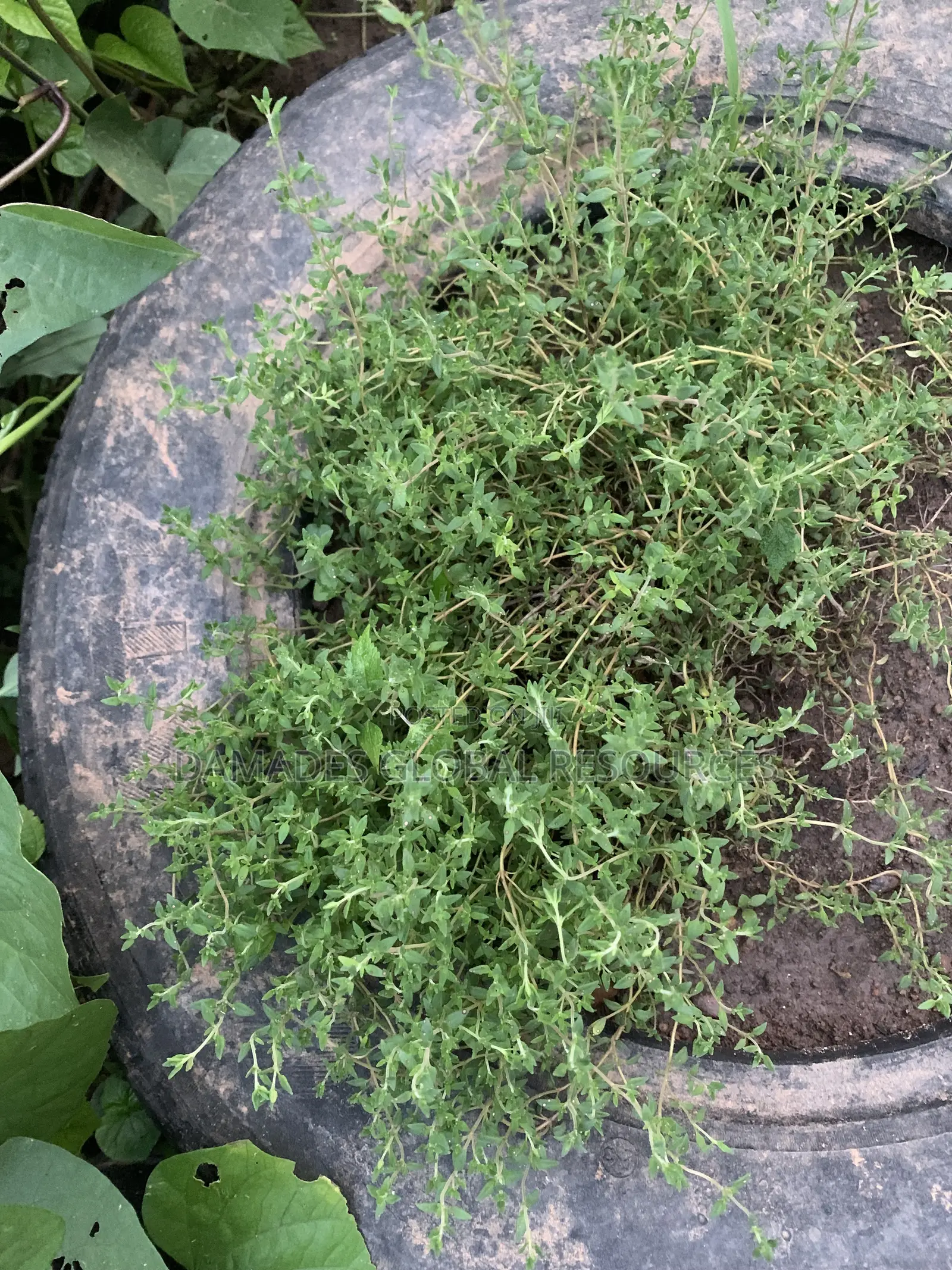 Thyme Seedlings