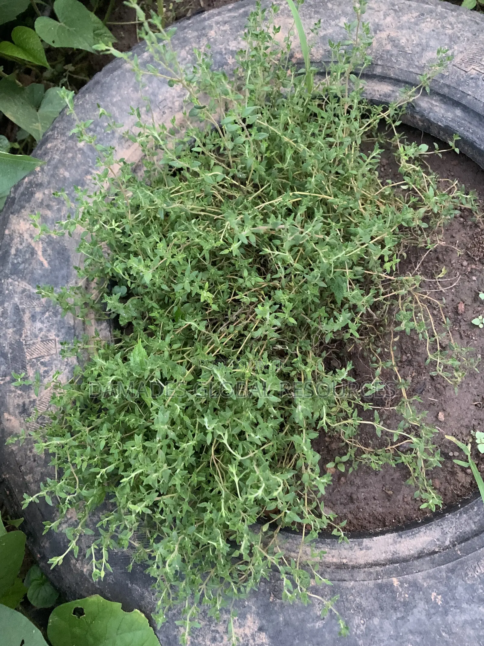 Thyme Seedlings