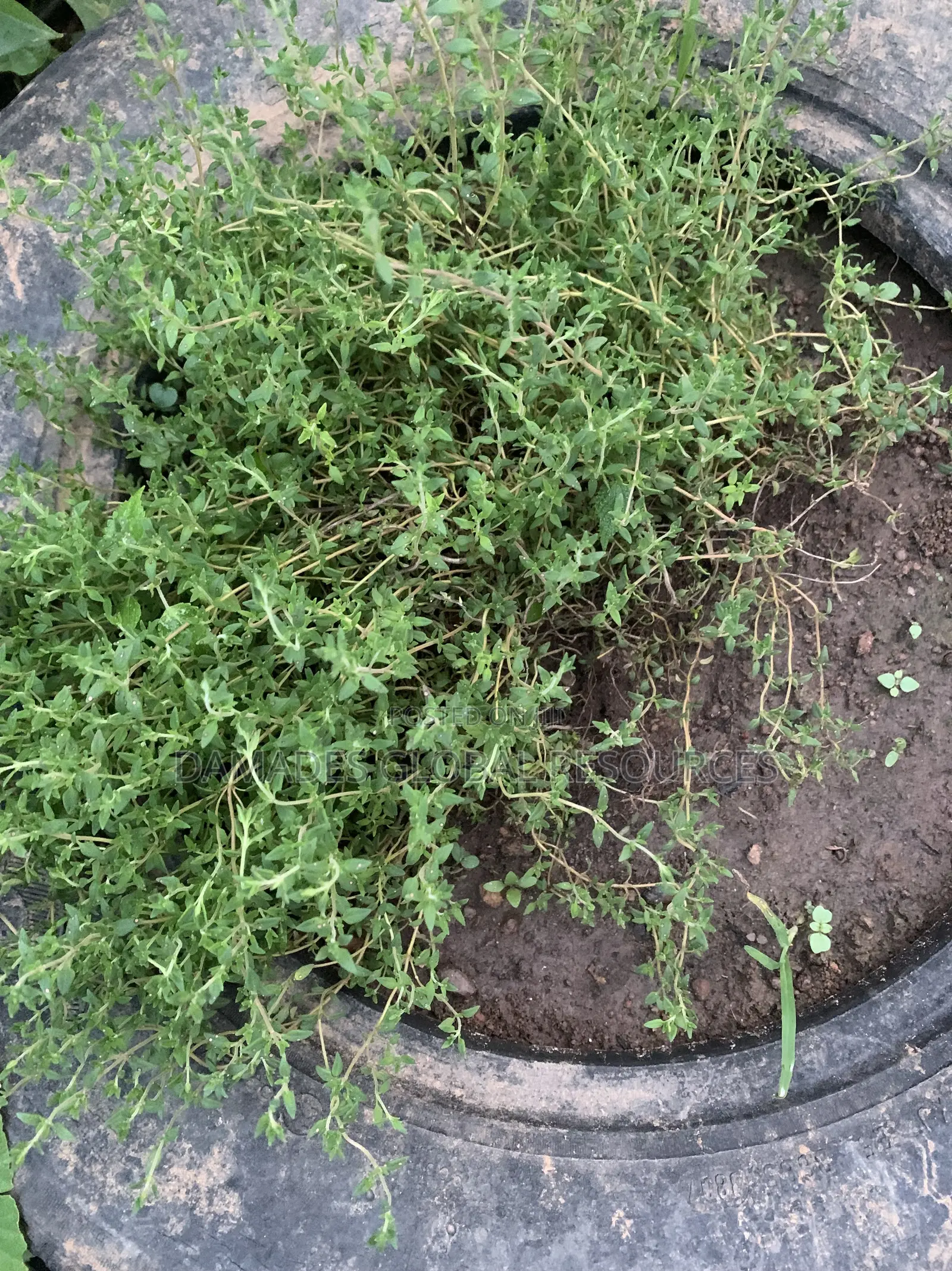 Thyme Seedlings