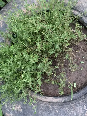 Thyme Seedlings