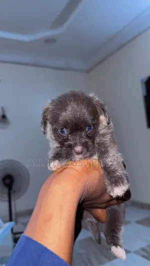 1-3 months Male Purebred Lhasa Apso