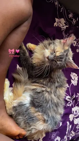 6-12 months Female Purebred Maine Coon