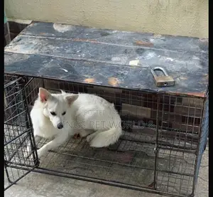 1+ year Male Purebred American Eskimo