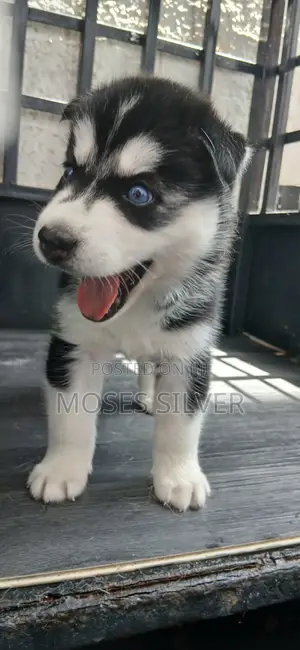 1-3 months Female Purebred Siberian Husky