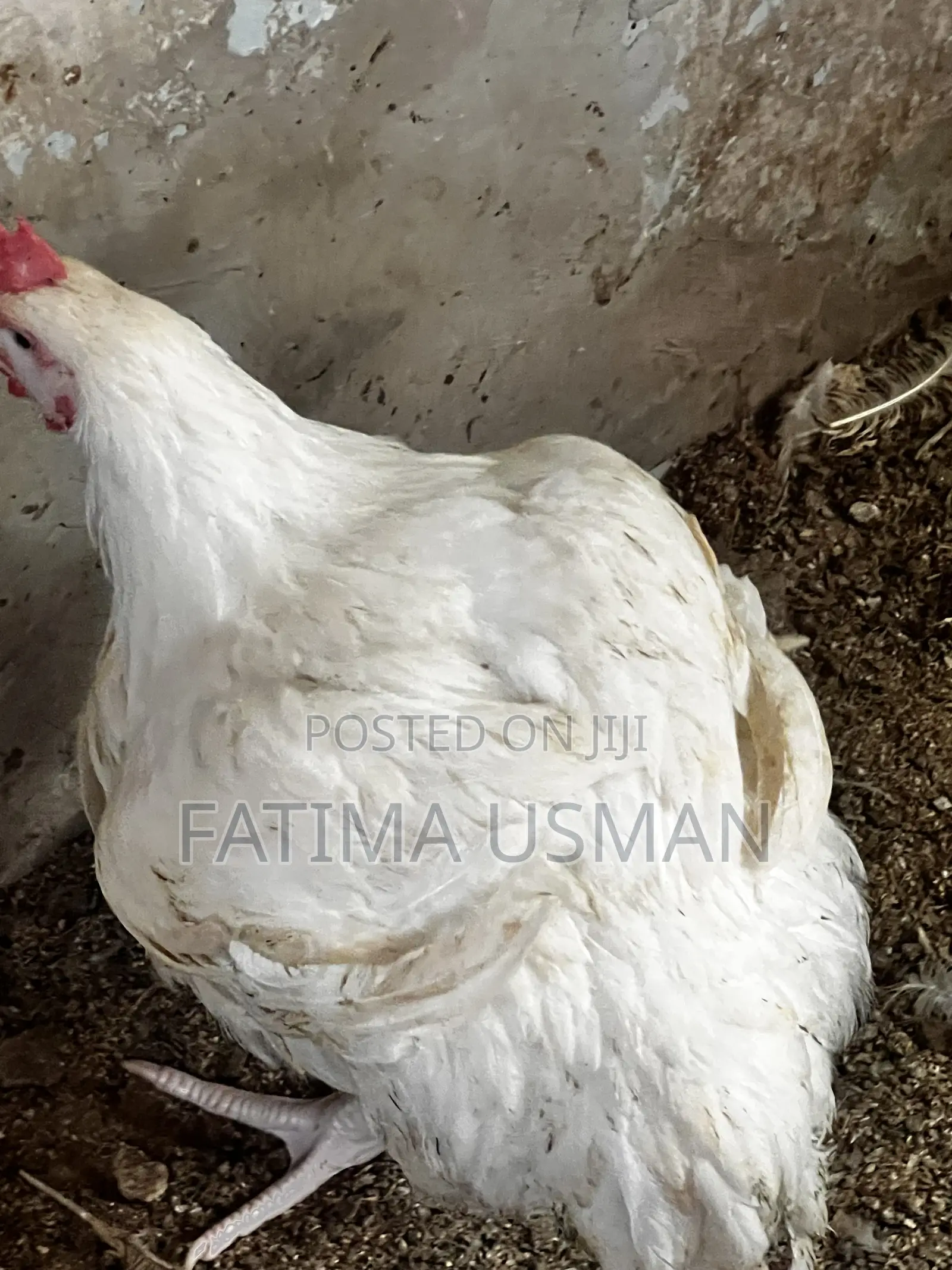 Broiler Chicken